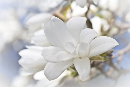 Fototapeta Beautiful magnolia blossom