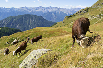 mucche al pascolo in montagna Alpi Italia