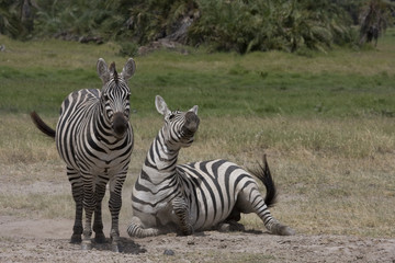 Fototapeta na wymiar Zebra w pył.