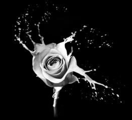 rose splashes