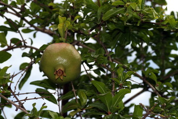 melograno frutto sull'albero