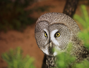 Great grey owl (Strix nebulosa)