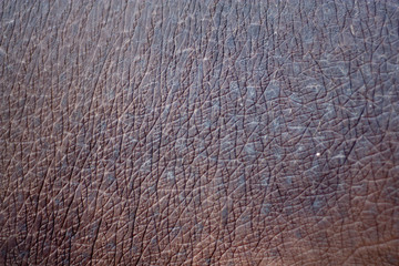 skin of the hippopotamus in the background