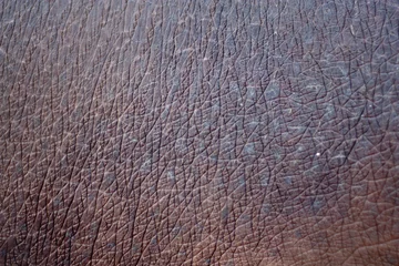 Rolgordijnen huid van het nijlpaard op de achtergrond © schankz