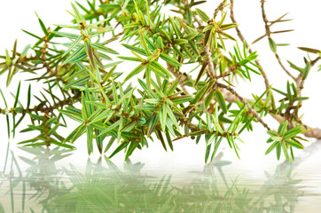 juniper leaves close up on the white