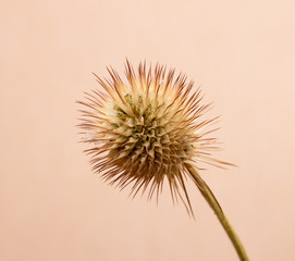 Round dry flower