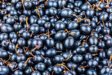 Black currant