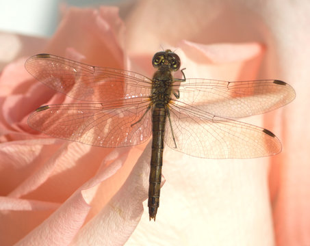 Dragonfly sits on pink rose petals up view closeup