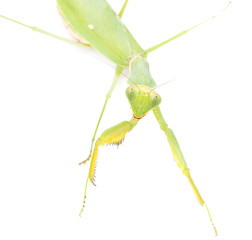 green mantis on a white background