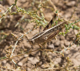 grasshopper in the grass. macro