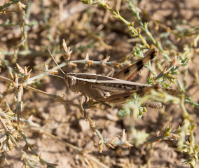 grasshopper in the grass. macro
