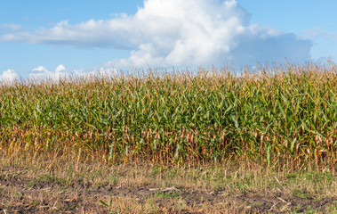 Field with already partially harvested fodder maize