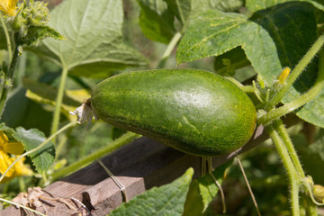 cucumber in nature