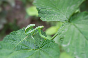 green mantis on a sheet