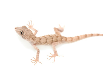 lizard on white background
