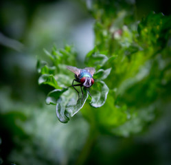 flies in nature. macro