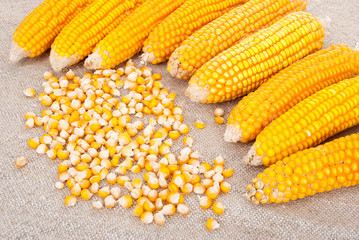Ripe ears of corn on a background of burlap