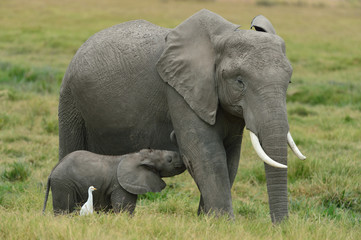 Mother Elephant is feeding her baby.