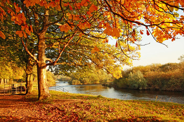 Obrazy na Szkle  Piękna jesień w parku