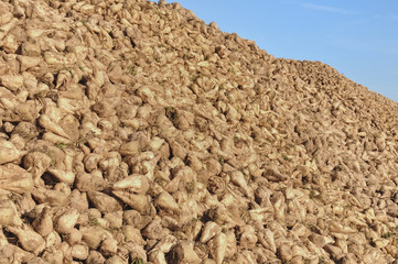 tas de betteravesà sucre