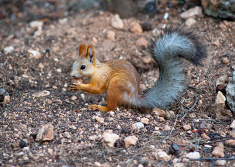 beautiful red squirrel
