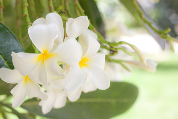 Obraz na płótnie Canvas frangipani flower