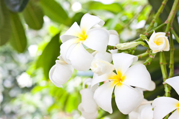 Naklejka premium frangipani flower