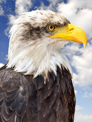 Bald Eagle - Haliaeetus leucocephalus