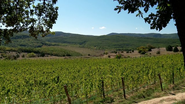 Vineyard in the Mountains