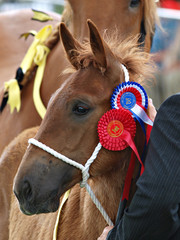 Champion Foal