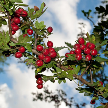 Wei&szlig;dorn - Crataegus