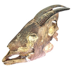 animal skull
