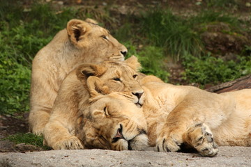 lionesses in rest