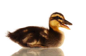 Domestic duckling