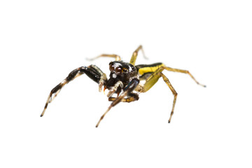 Isolated male Chrysilla Versicolor jumping spider