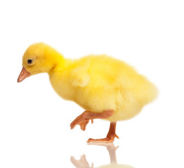 Domestic gosling