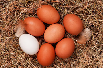 Eggs in nest