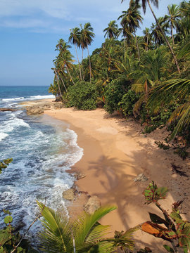 Coconut tree shade on the sand of a wild tropical beach, Costa Rica, Central America