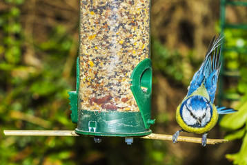 Blue tit in September garden