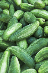cucumbers