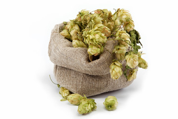 Hops in a bag isolated on white background.