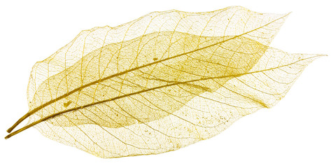 nervures dorées de feuilles sèches