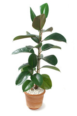 Ficus Elastica in Pot Isolated on White