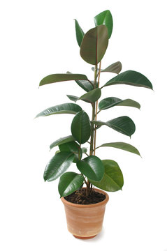 Ficus Elastica in Pot Isolated on White