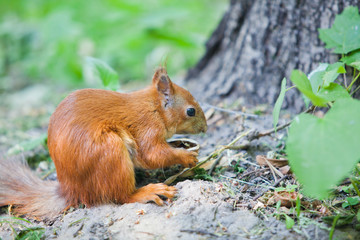 Red Squirrel Eating a Nut in a forest