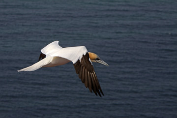 Basstölpel am Vogelfelsen auf Helgoland