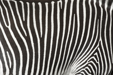 Textura de la piel de una cebra.
