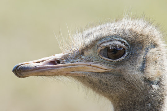 Detalle de la cabeza de una avestruz.