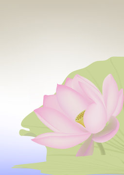 One flowering lotus among leaves