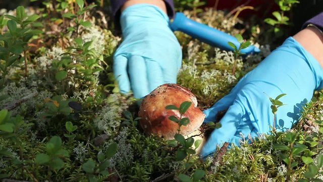 giant mushroom